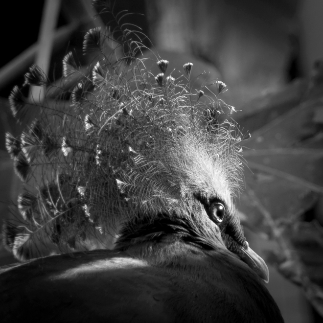 Victoria Crowned Pigeon - BW