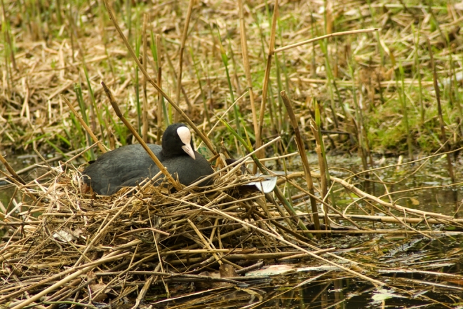 Coot on it's nest 1