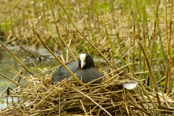 Coot on it's nest 2