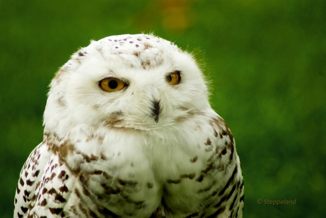 Snowy Owl - a penny for your thoughts