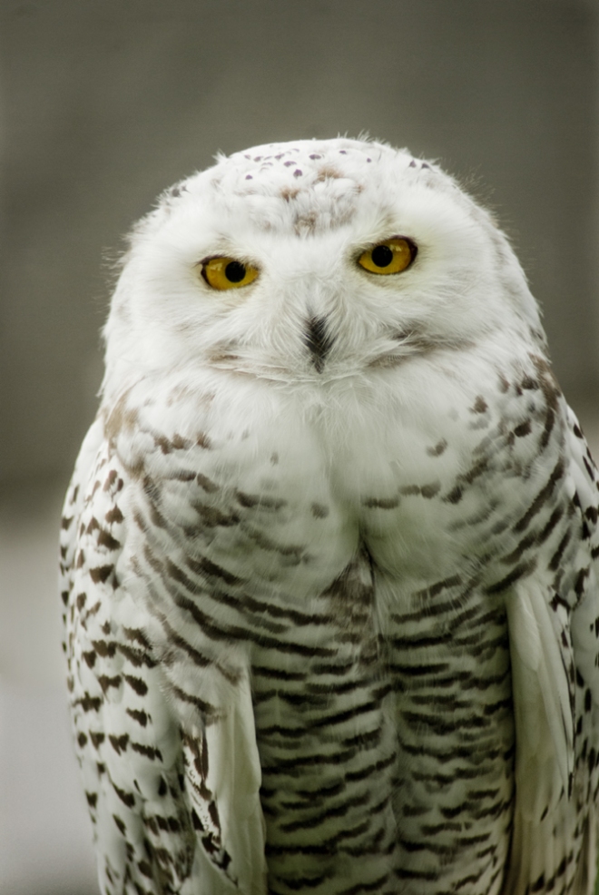 Snowy Owl - Wize wizzard