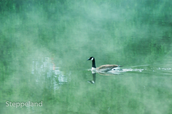 Morning poetry - Canadian goose on the River Ruhr