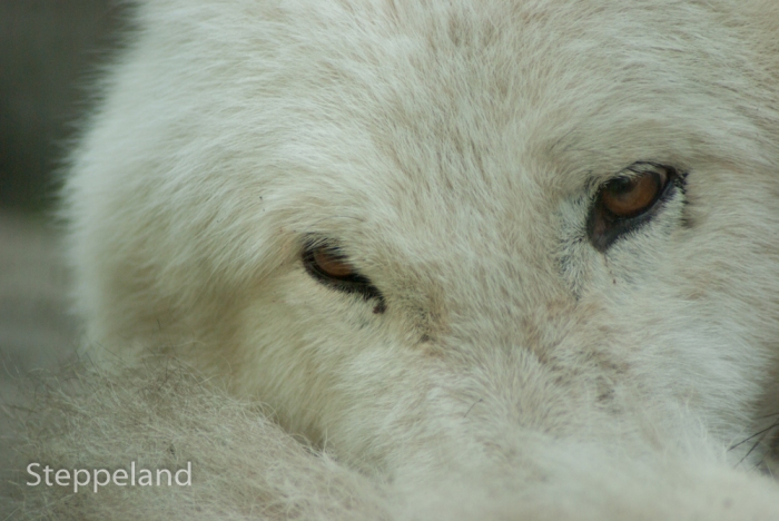 Eyes of a sleepy white wolf