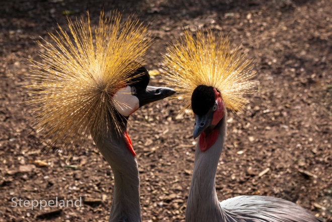 Two grey crowned cranes with golden crown