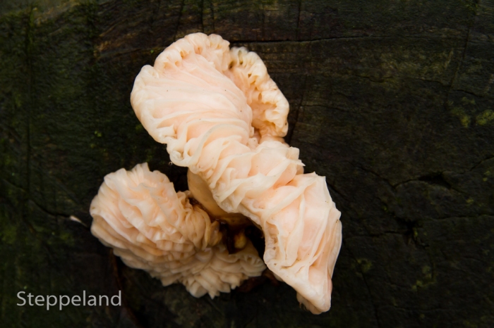 Strangely shaped mushroom 1