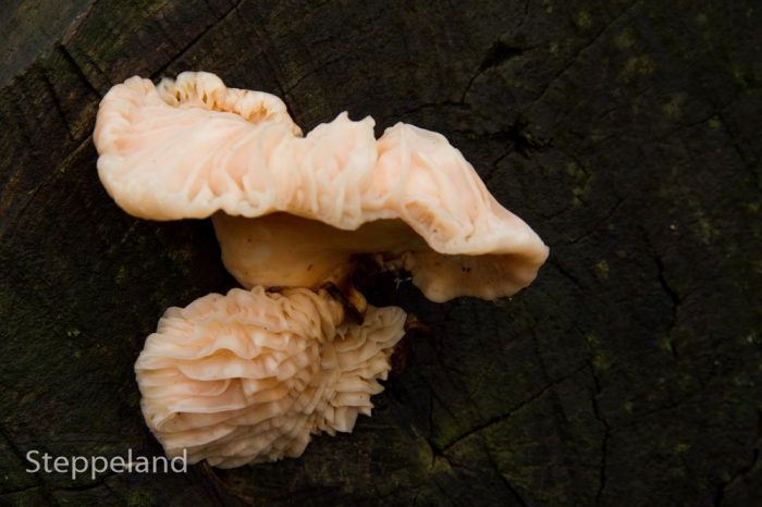 Strangely shaped mushroom 2