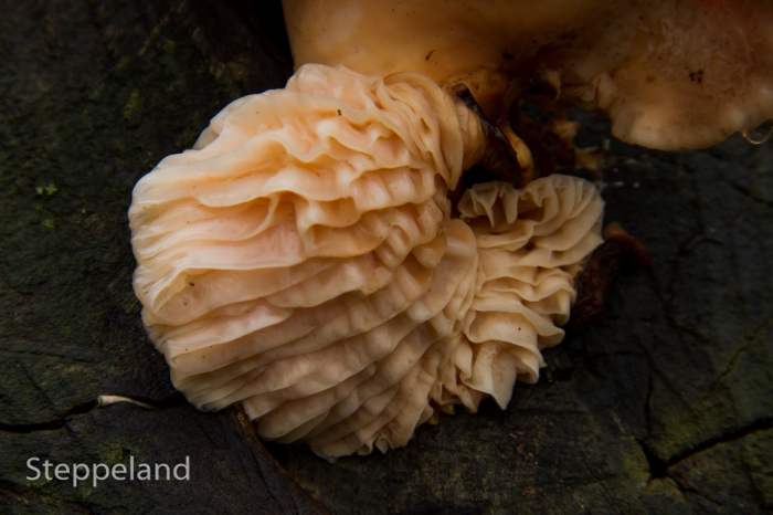 Strangely shaped mushroom - detail