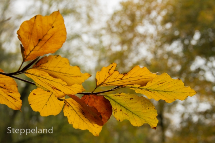 Colourful beech leaves in fall colours