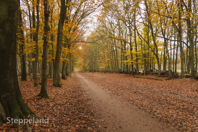 Lane in autumn woods near Bussum