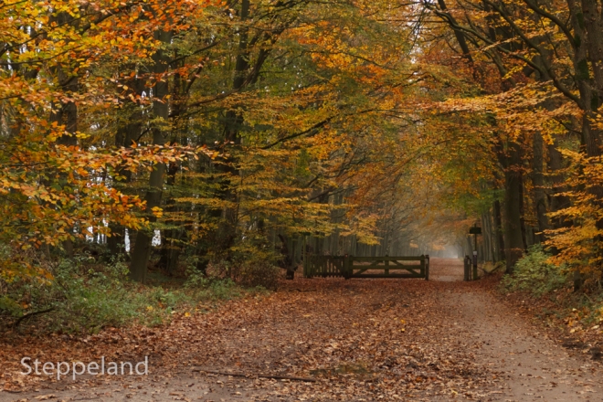 Lane and gate in autumn woods near Bussum