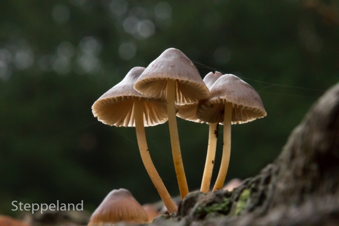Little mushrooms in backlight