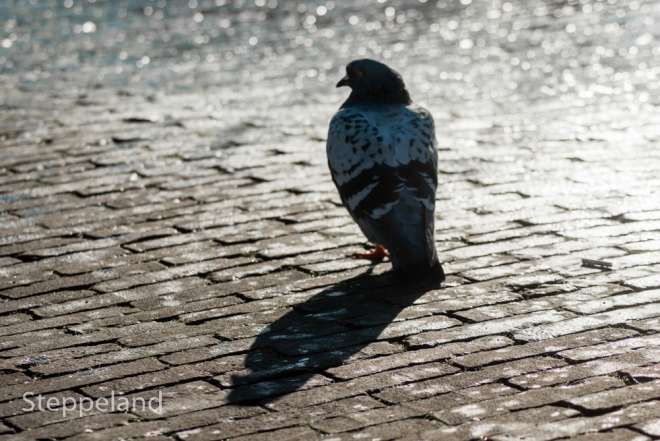 Pigeon in backlight near a city fountain